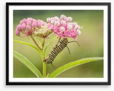 Insects Framed Art Print 472803803