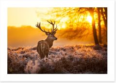 Red deer in the morning sun Art Print 47340232