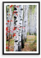Autumn birch Framed Art Print 47391445