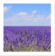 Lavender blooms in Provence Art Print 47536416
