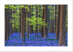 Forests Art Print 475405386