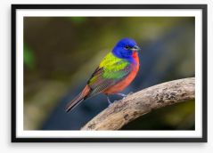 Painted bunting Framed Art Print 475438898