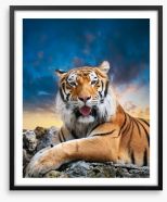 Don't mess with the tigress Framed Art Print 47961574