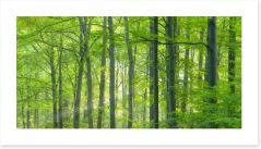 Forests Art Print 479946159