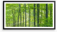 Forests Framed Art Print 479946159