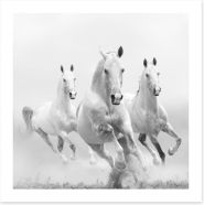 Wild white horses Art Print 48172721
