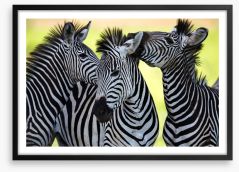 Kissing zebras Framed Art Print 48214910
