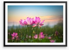Lotus flower sunset Framed Art Print 48748311