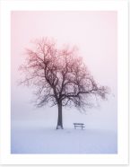 Winter tree in foggy sunrise