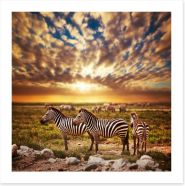 Zebras in Serengeti sunset Art Print 49042592