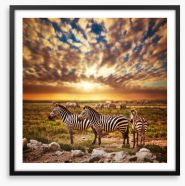 Zebras in Serengeti sunset Framed Art Print 49042592