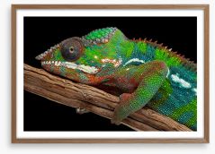 Reptiles / Amphibian Framed Art Print 49277755