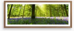 Bluebell woods panorama Framed Art Print 49499975