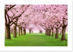 Cherry blossom tunnel