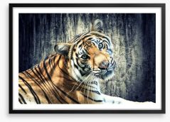 Bengal tiger Framed Art Print 49749132