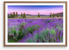 Lavender sunset Framed Art Print 49777064