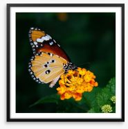 Insects Framed Art Print 49826252