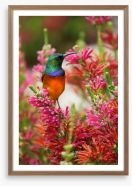 Hummingbird nectar Framed Art Print 49935237