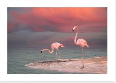 Pink flamingo sunset