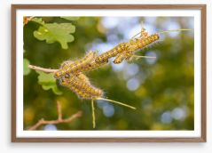 Insects Framed Art Print 50397359