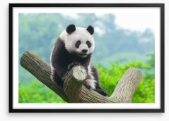 Giant panda Framed Art Print 51036433