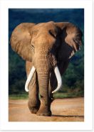 Elephant approaching Art Print 51074882