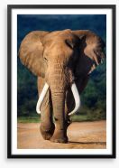 Elephant approaching Framed Art Print 51074882