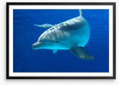 Dolphin delight Framed Art Print 51206885