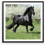 Friesian mare in Spring Framed Art Print 51258832