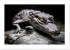 Reptiles / Amphibian Art Print 51348255