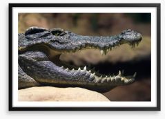 Reptiles / Amphibian Framed Art Print 51366995