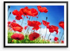 Poppies on a sunny day Framed Art Print 51408151