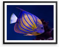 Blue ring angelfish Framed Art Print 51515042