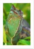 Rainforest chameleon Art Print 51519582