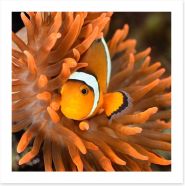 Clownfish camouflage