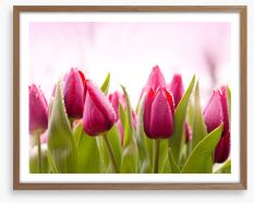 Tulip dew Framed Art Print 51930622