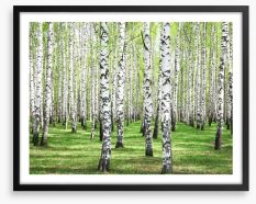 Spring green birch grove Framed Art Print 52231587