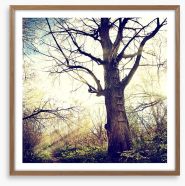 The ancient tree Framed Art Print 52315536