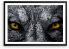 Eyes of the alpha Framed Art Print 5241057