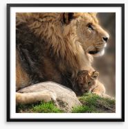 Pride and protection Framed Art Print 52527164