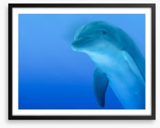 The curious dolphin Framed Art Print 52606622