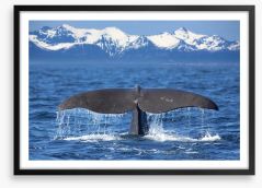 Whale tail wave Framed Art Print 52617063