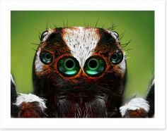 Turkish jumping spider Art Print 52663768