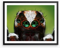 Turkish jumping spider Framed Art Print 52663768
