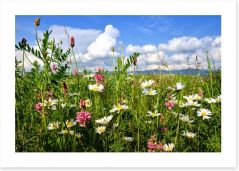 Wildflowers in the Summer meadow Art Print 52685248
