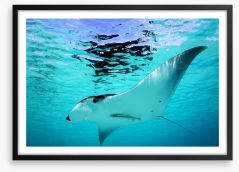 Manta Ray swim Framed Art Print 52688867