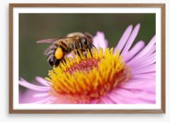 Insects Framed Art Print 52868033