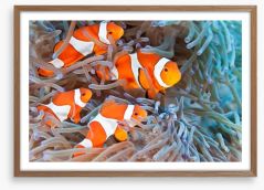 Clownfish family Framed Art Print 52922103