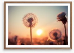 Dandelion sunset Framed Art Print 53085603