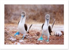 Blue footed booby mates Art Print 53130682